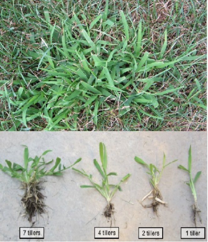 Crabgrass seed deals