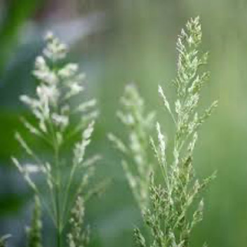 Stubborn Grass Flower — Steemit