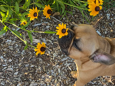 A brown frenchie dog sniffing a black eyed susan flower with its eyes closed