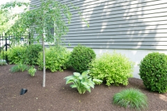 tree & shrub northborough ma