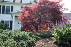 tree & shrub concord ma