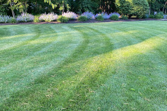 Liz-Backyard-1