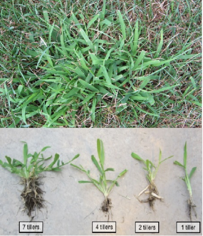 Is It Crabgrass Or Paspalum Dallis Grass Fresh Lawn Care