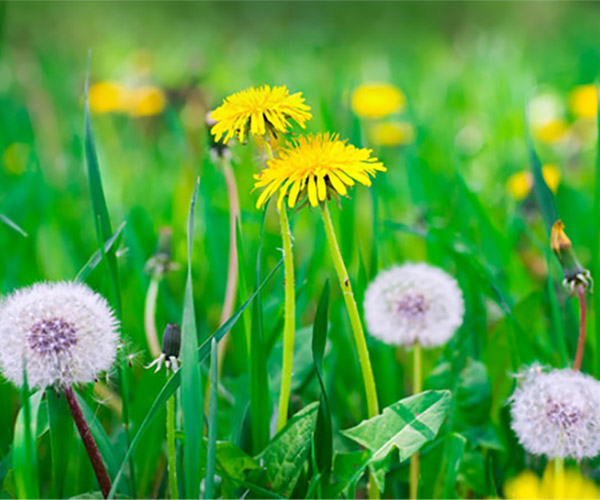Common Weeds that Grow in Massachusetts Fresh Lawn Care